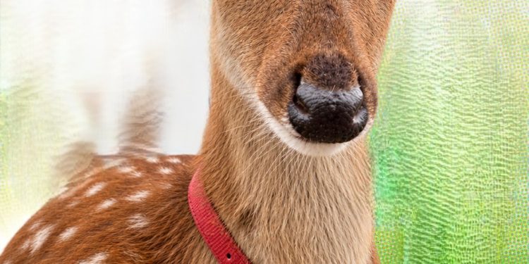 星夢森林劇場跨界攜手「肽晶奇」四大動物明星化身保養大使萌翻美妝圈