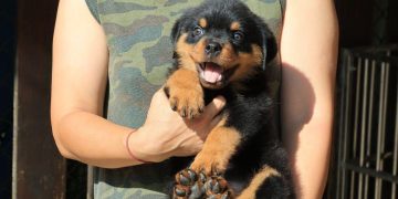 從養犬興趣走向繁育大型犬！苗栗犬舍帶你從特性到生活條件認識羅威那、黃金獵犬
