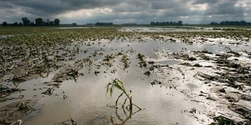 颱風詹碧致台灣農損逾1.3億元 雲林縣損失8成